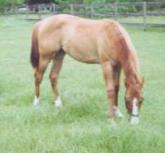 Yearling Red Dun Colt