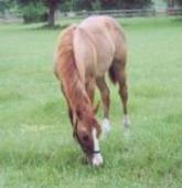 Yearling Red Dun Colt - Cutting / Reining Bred