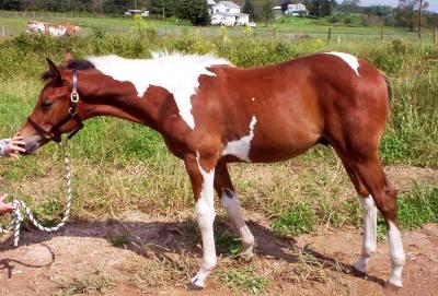 Hanoverian / Welsh Cross Pony
