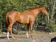Thoroughbred Mare - Kind and Easy Disposition