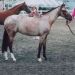 Fancy POA Filly - 4-H State Champion!