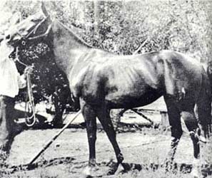 Della Moore - Foundation Quarter Horse