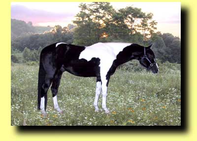 Atahi II, Black and White Tobiano Paint Stallion