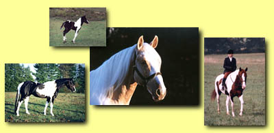 Karen Griffith Farms - Discover the Rewards of Owning a Paint Horse or Paint Pony!