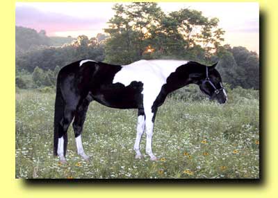 Atahi II Black and White Tobiano Paint Stallion